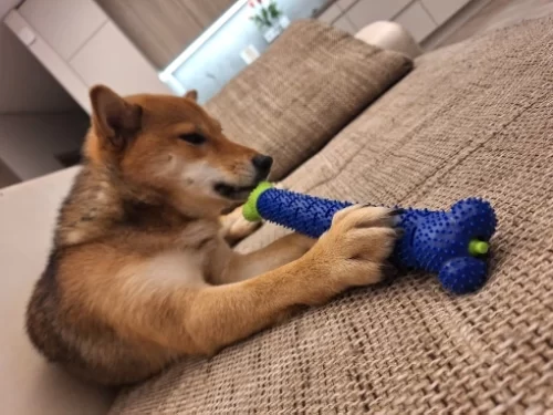 Chewing Toy Brushing Stick photo review