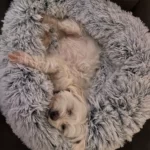 Round Cushion Plush Pet Bed photo review